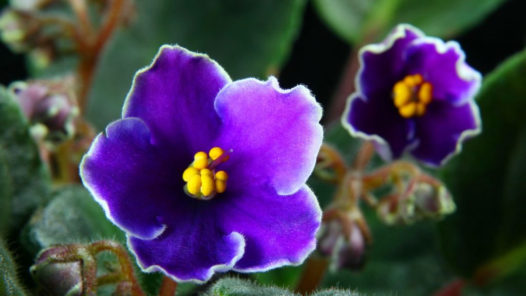 15 Flowers that Change Color Throughout the Season