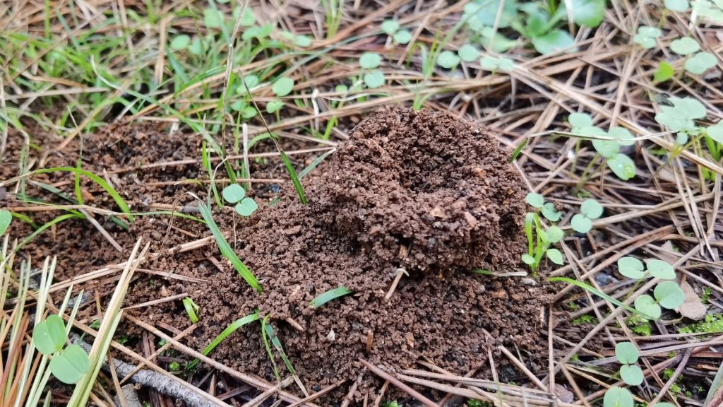 How to Eliminate Fire Ants in Your Yard 3 ant hill
