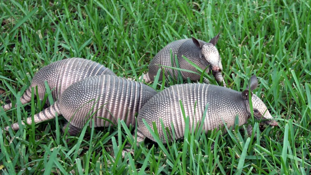 Weird Holes Showing Up in Your Lawn? Here’s What's Causing Them 5 armadillo babies