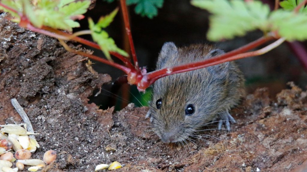 Weird Holes Showing Up in Your Lawn? Here’s What's Causing Them 3 bank voles