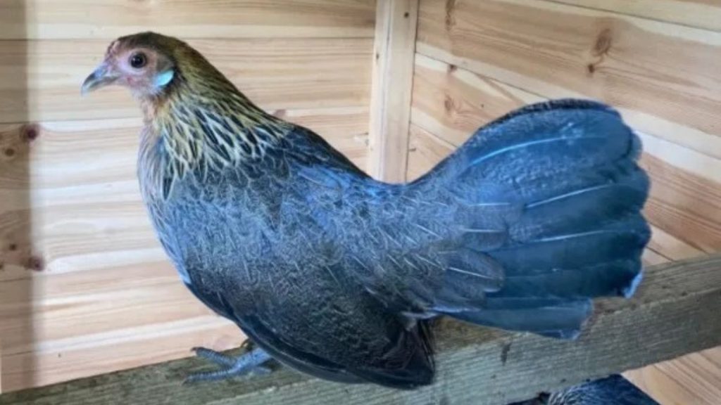 Blue Chicken Breeds? Yes, They Exist—But Not in the Way You Think 16 blue dutch bantam