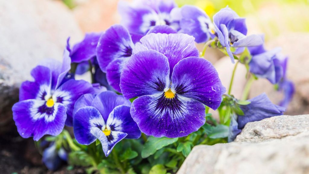 9 Blue Annuals That Bloom Quite Beautifully 3 blue pansy pansies