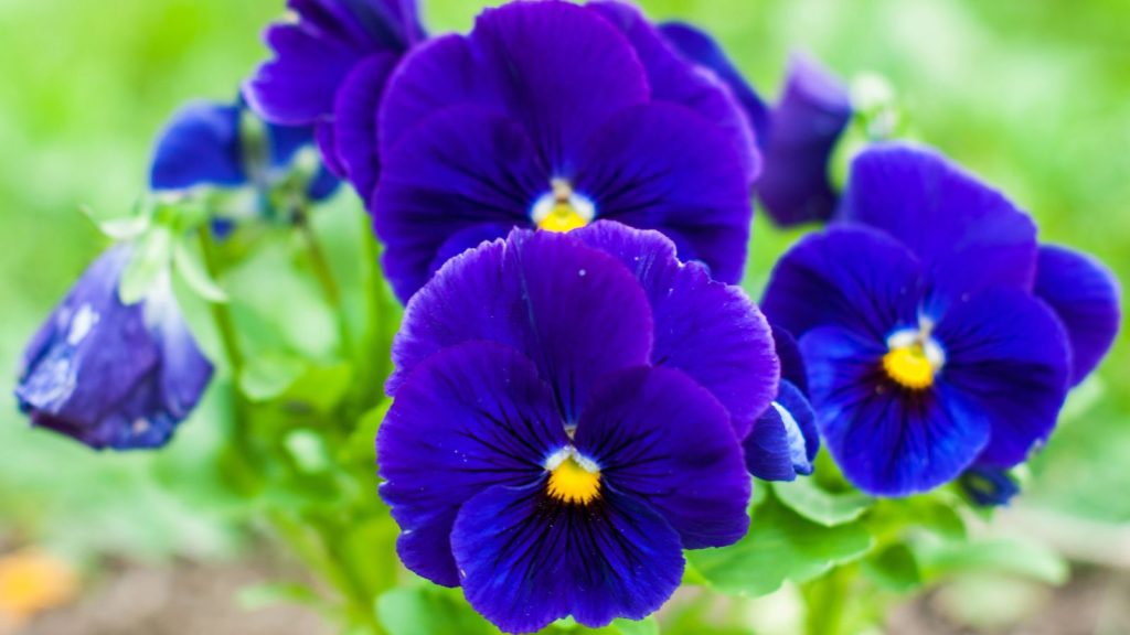 9 Blue Annuals That Bloom Quite Beautifully