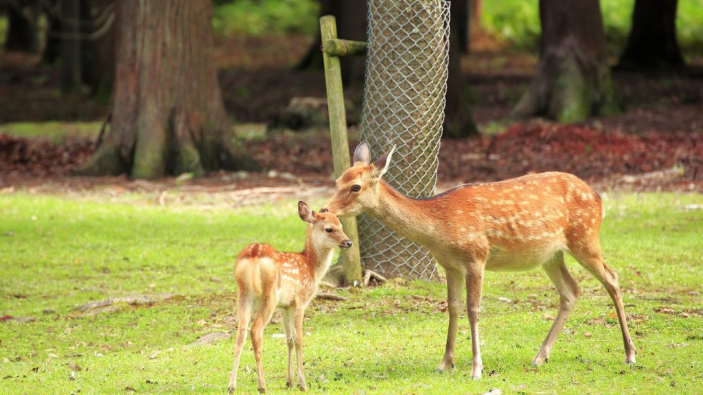 deer in garden