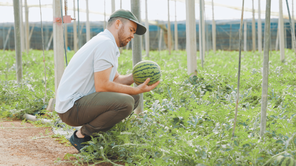 How to Tell If a Watermelon Is Ripe and Ready to Eat 10 farmer in a farm of watermelon