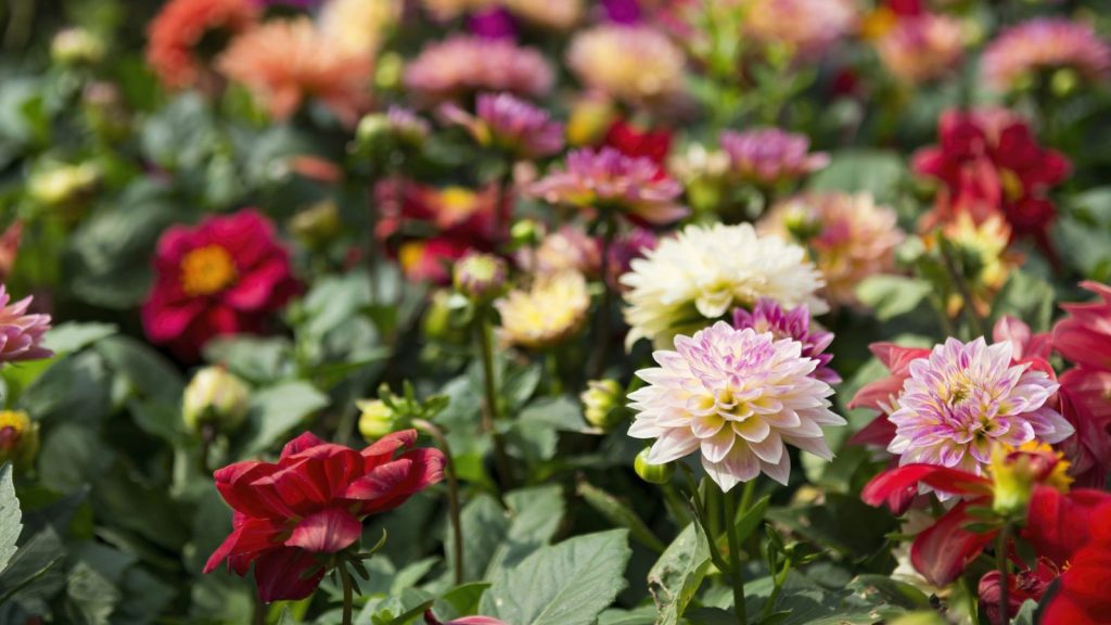 16 Garden Rules We're Breaking This Year 12 flowers in the garden