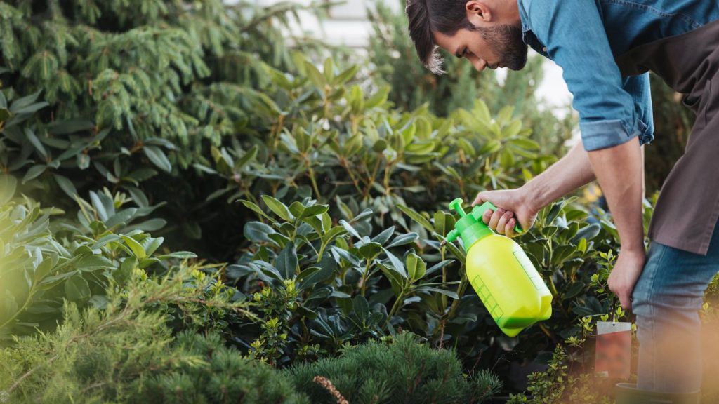 How to Stop Flea Beetles from Eating Your Garden 14 gardener spraying plants