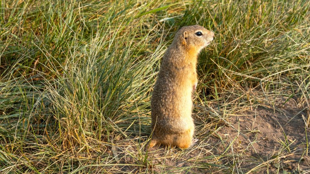 gopher
