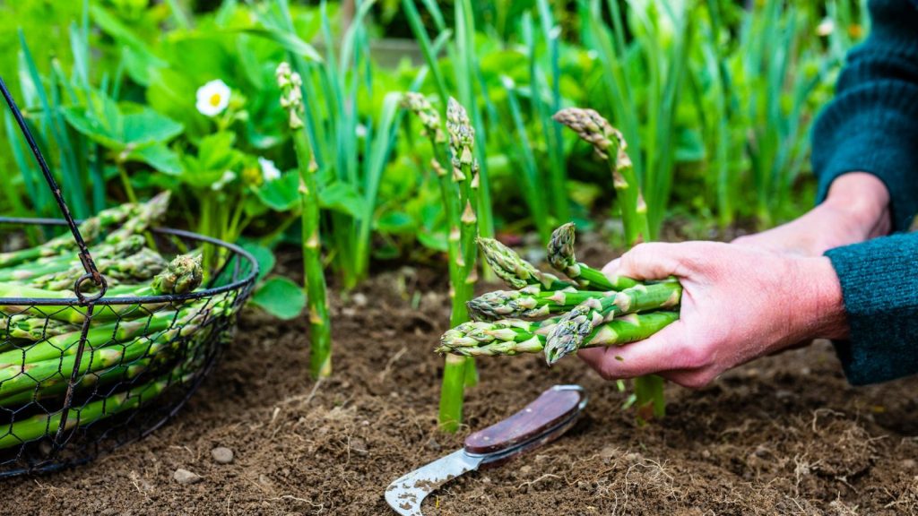 15 Timeless Gardening Tips From Grandpa Most People Don’t Know Today 14 asparagus