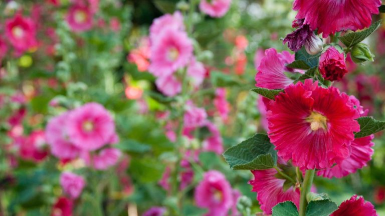 15 Romantic Flowers That Create a Dream Cottage Garden