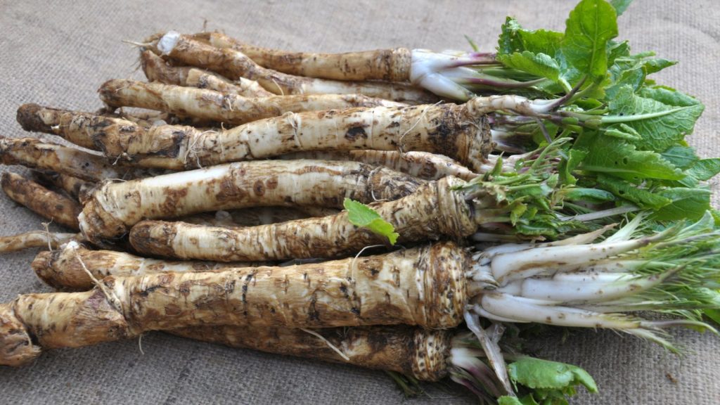 14 Garden-Friendly Root Vegetables That Don’t Take Long to Grow 1 horseradish