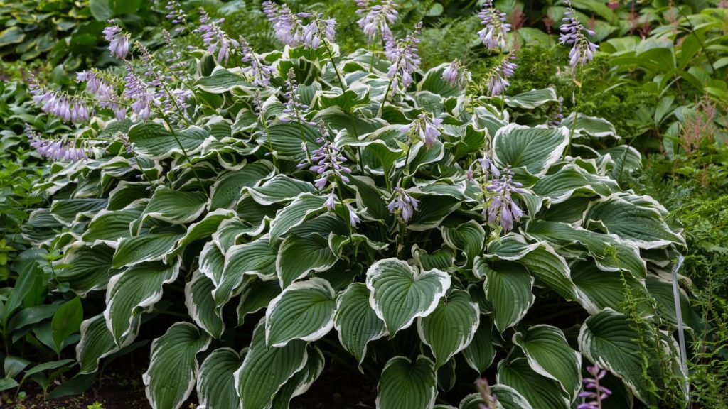 17 Hosta Companion Plants to Grow for a Beautiful Garden