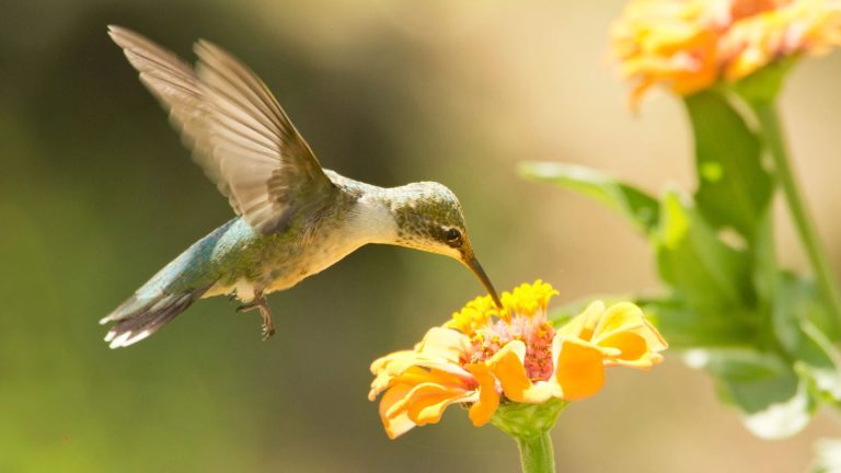 12 Yellow Flowers That Hummingbirds Love to Visit