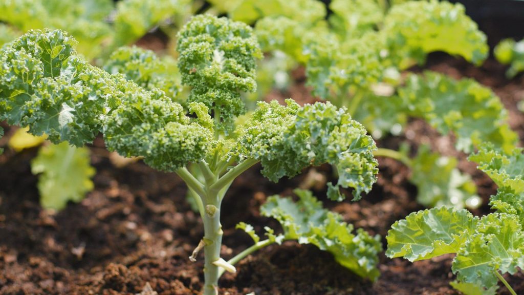 13 Fruits and Vegetables You Can Grow Indoors Year-Round 12 kale plant
