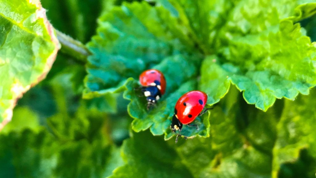 Gardening Tips I Learned the Hard Way to Never Follow 12 ladybug