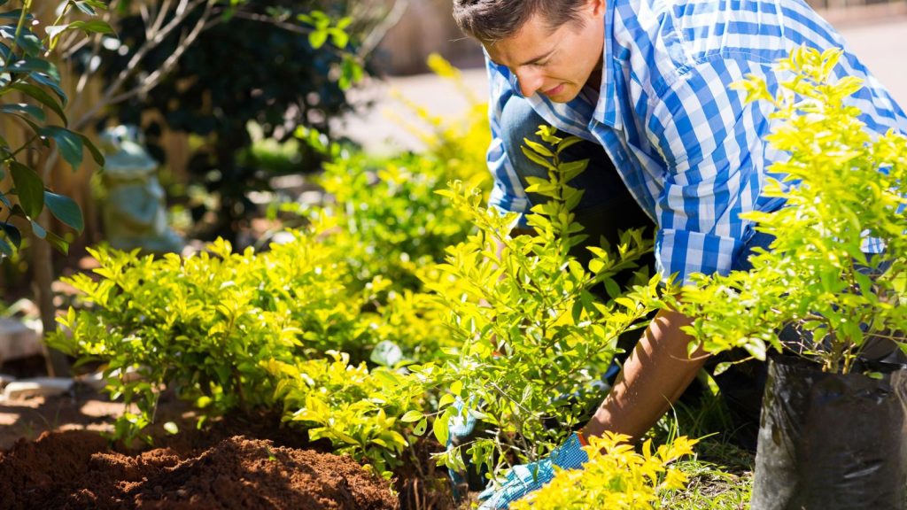 17 Effective Ways to Control Leaf-Footed Bugs in Your Garden 10 man transplanting a plant