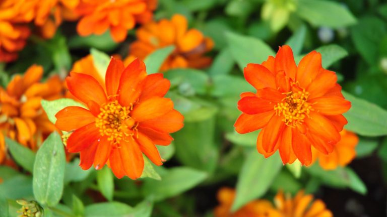 12 Bright Orange Annuals to Energize Your Garden