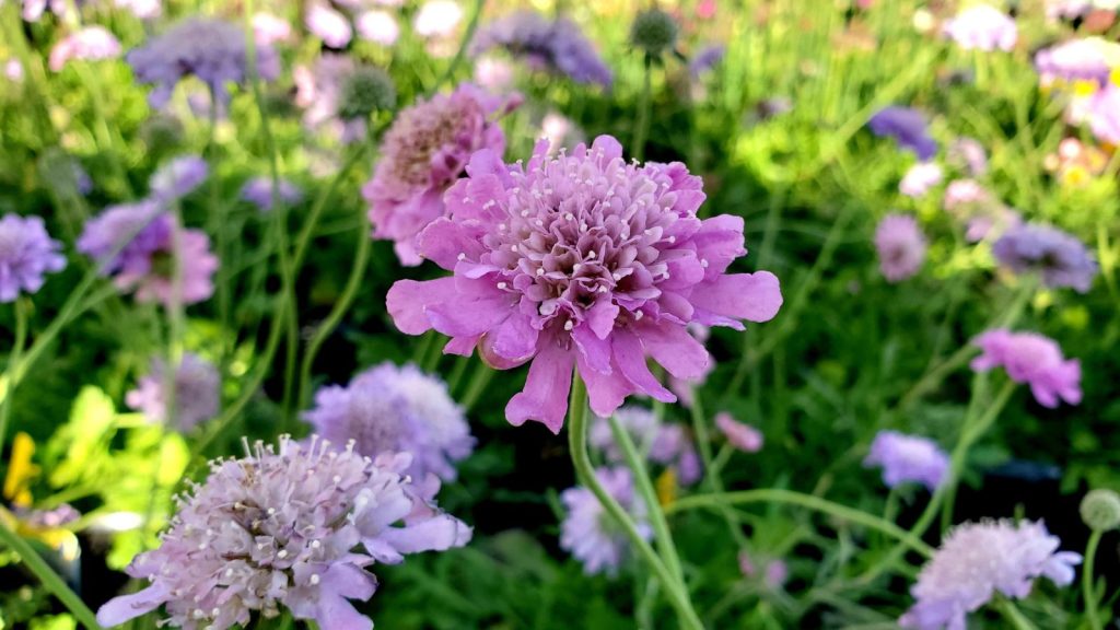 7 Flowers With Perfectly Round, Ball-Shaped Blooms 7 pincushion flower