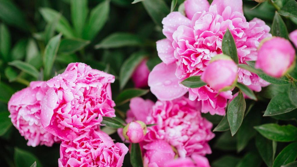 You’ll Want These 23 Stunning Perennials in Your Garden This Season