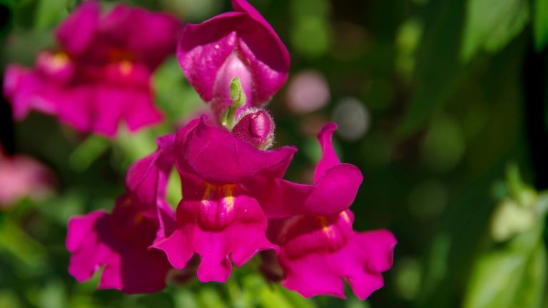 12 Pink Annual Flowers That Will Add Timeless Beauty to Your Garden