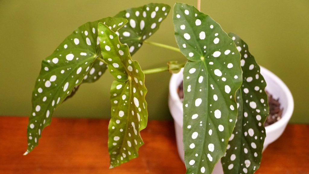 13 Stunning Houseplants That Bring Color and Personality to Your Living Space 1 polka dot plant