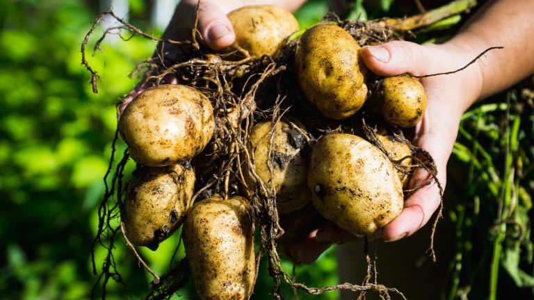 15 Potato Companion Plants You Should Grow for Even Better Harvests