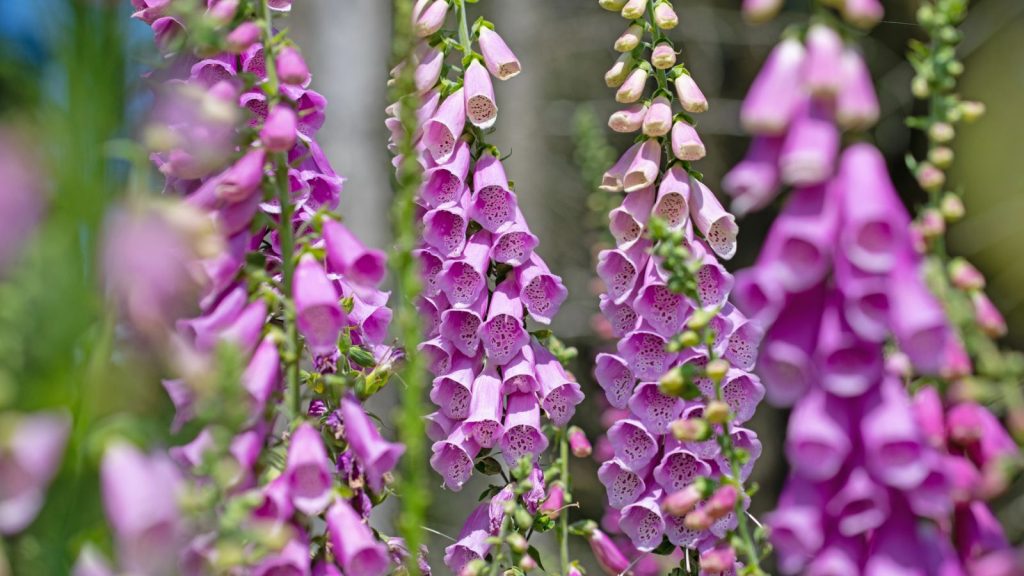 16 Perennials Rabbits Hate But Pollinators Love 7 foxgloves