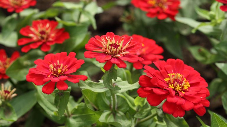 10 Radiant Red Annuals That Pop in the Garden