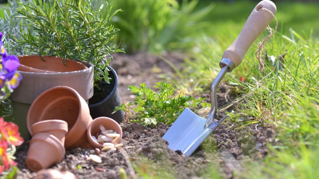 How to Get Rid of Mealybugs Once and for All 7 showel in the soil gardening