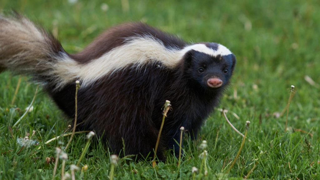 Weird Holes Showing Up in Your Lawn? Here’s What's Causing Them 6 skunk