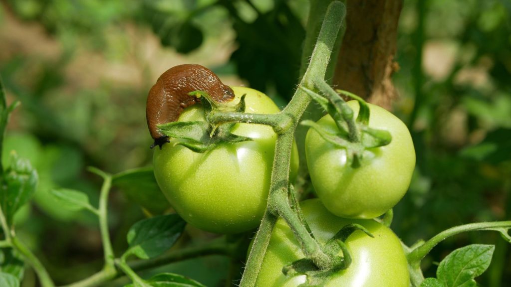 16 Causes of Tomato Blossom Drop and How to Fix Each One 9 slug on tomato plant