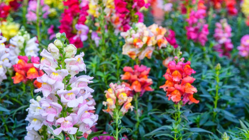18 Low-Maintenance Flowers That Grow Easily From Seed