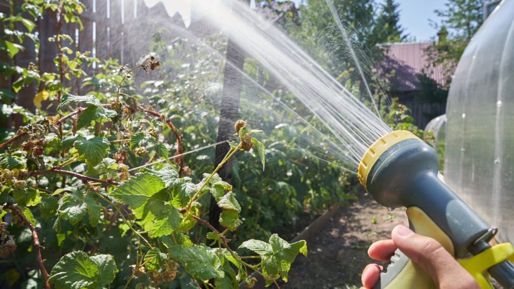 Bagworms Hide in Plain Sight — Here’s How to Stop Them Before They Kill Your Plants 14 spraying plants