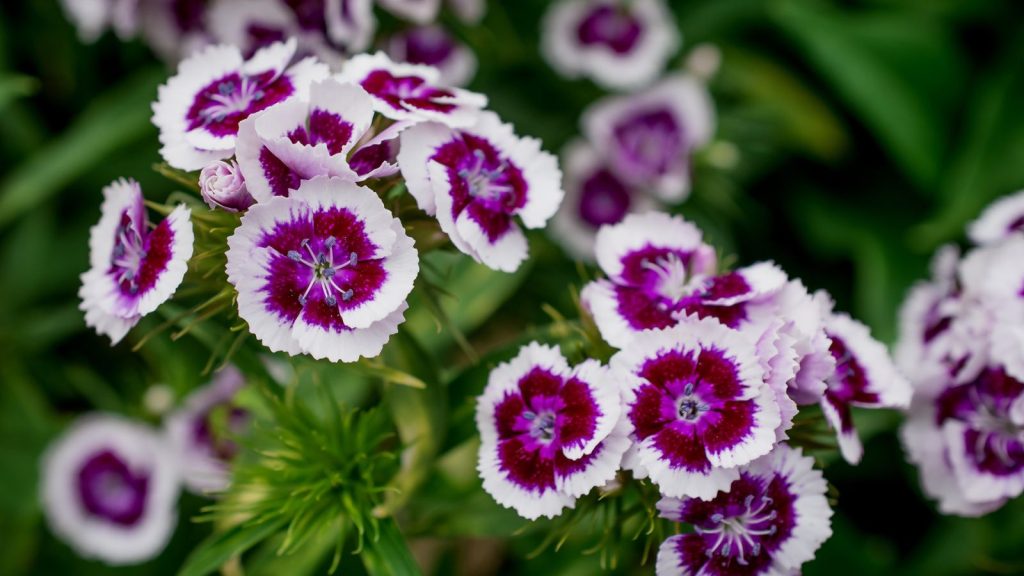 13 Stunning Deer-Resistant Flowers That Keep Your Garden Colorful 1 sweet Williams