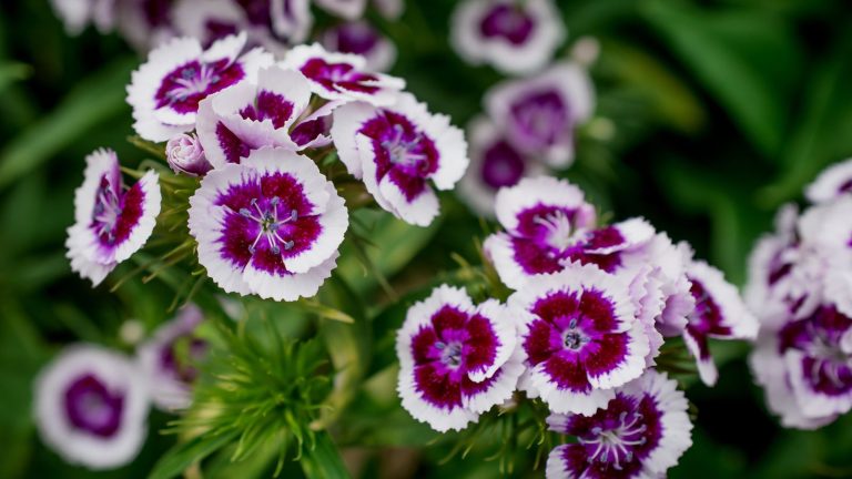 17 Low Maintenance Biennials That Keep Your Garden Blooming