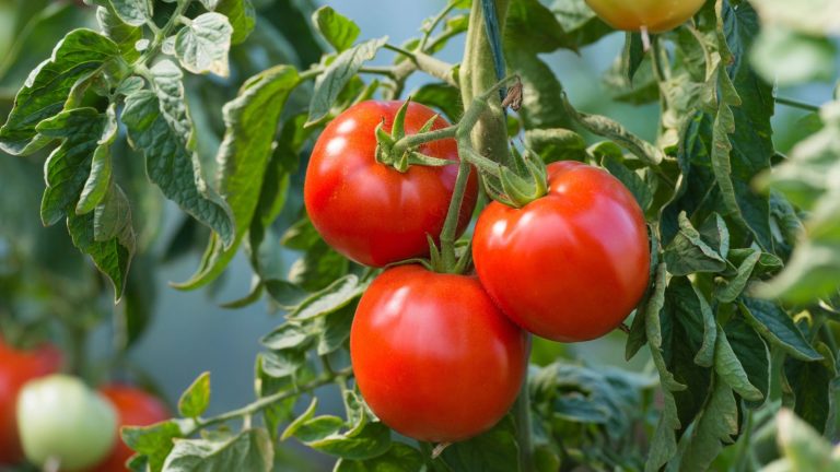 How I Finally Grew Sweet, Plump Tomatoes