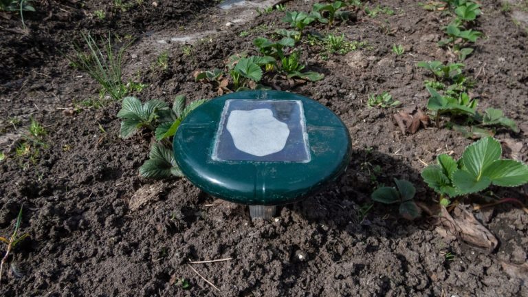 Use These Clever Tricks To Outsmart Gophers
