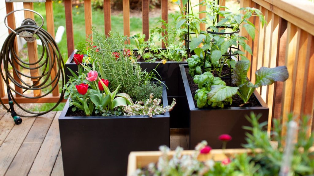vegetable growing on patio balcony deck