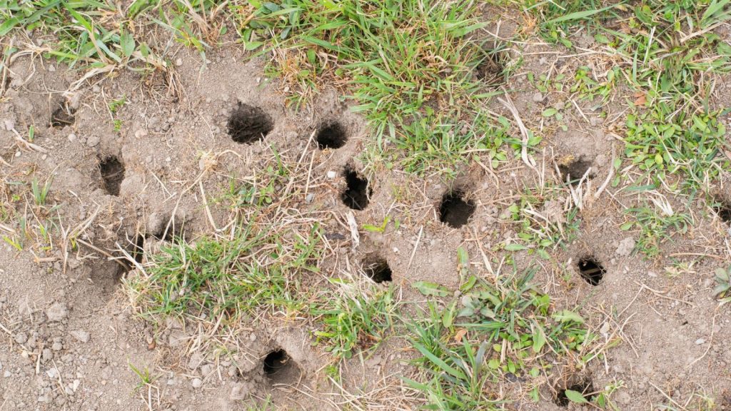 This Is What Happens When You Put a Bar of Soap in Your Garden 18 vole hole in yard