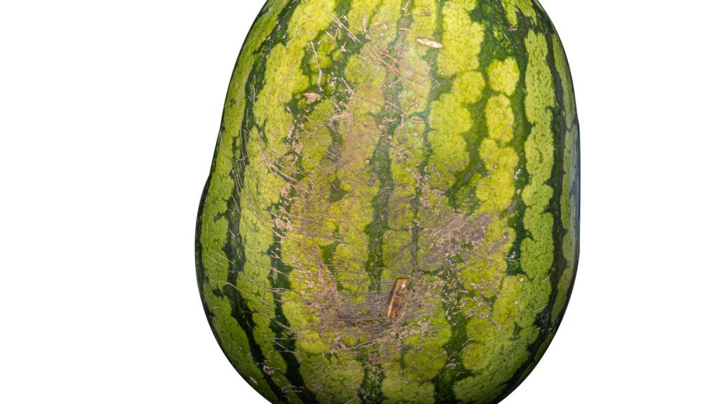 How to Tell If a Watermelon Is Ripe and Ready to Eat 9 webbing or scaring on watermelon
