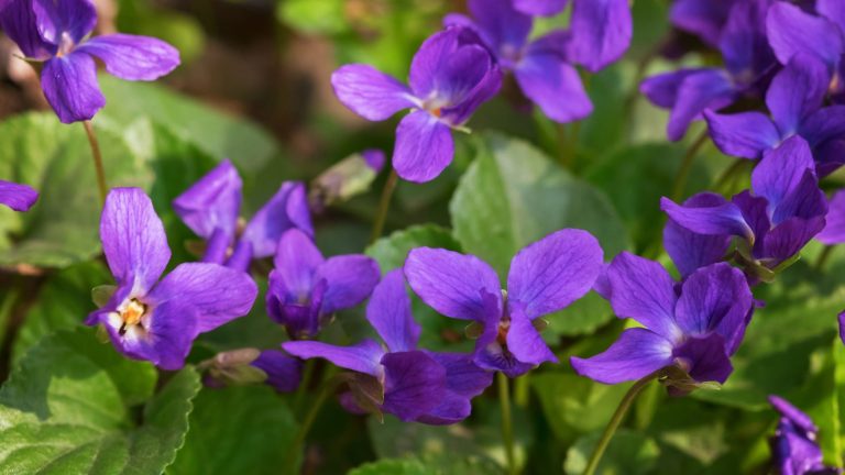 Give Wild Violets a Chance—11 Reasons to Let Them Grow