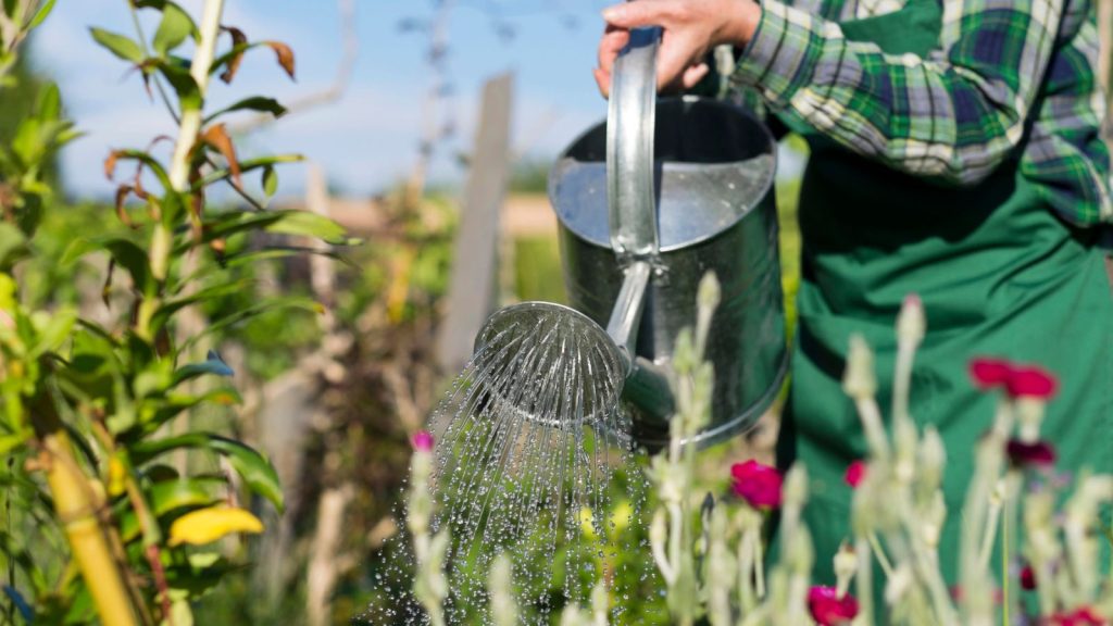 15 Things I Add to My Watering Can To Keep My Plants from Wilting During a Heatwave 15 woman pouring water from watering can