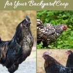 10 Beautiful Black Chicken Breeds for Your Backyard Coop