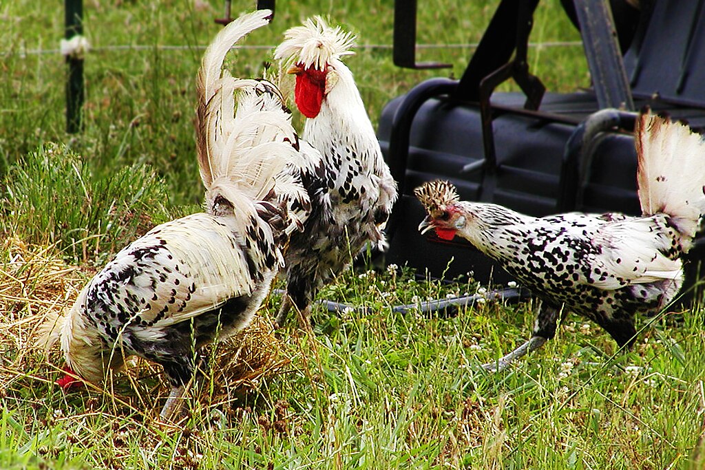 How to Keep Backyard Chickens Cool in the Heat of Summer 15 1024px Appenzeller Spitzhauben trio