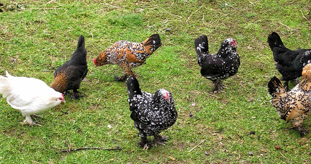 The Most Eye-Catching Chicken Breeds with Colorful Feathers 2 1024px Belgian dUccles in various colors