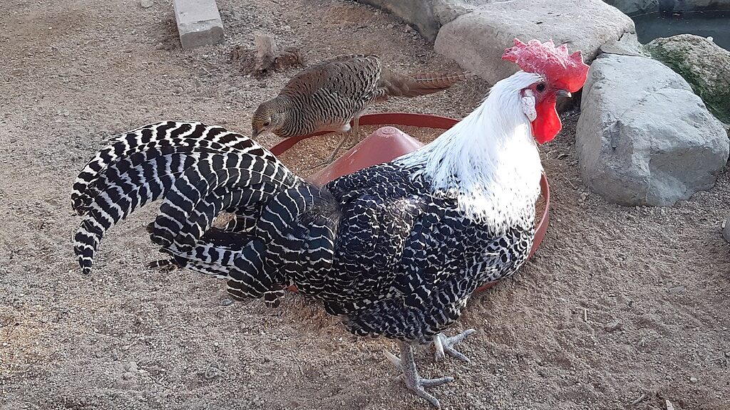 12 Exotic Chicken Breeds That Bring Variety to Your Flock 8 1024px Campine fowl cock edited