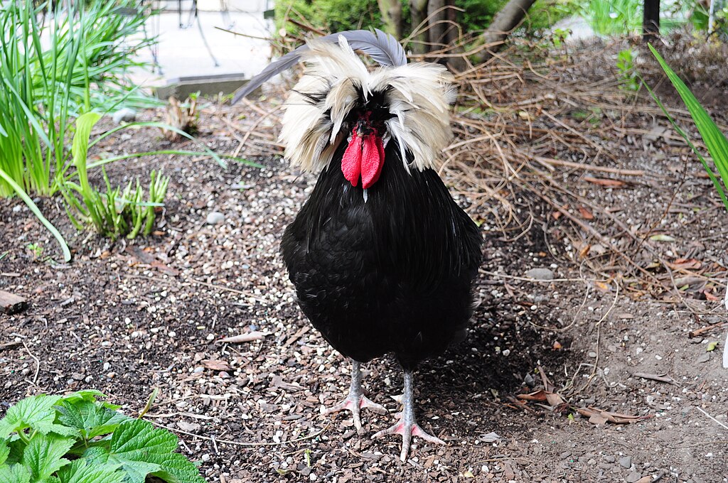 12 Exotic Chicken Breeds That Bring Variety to Your Flock 10 1024px Polish chicken 03