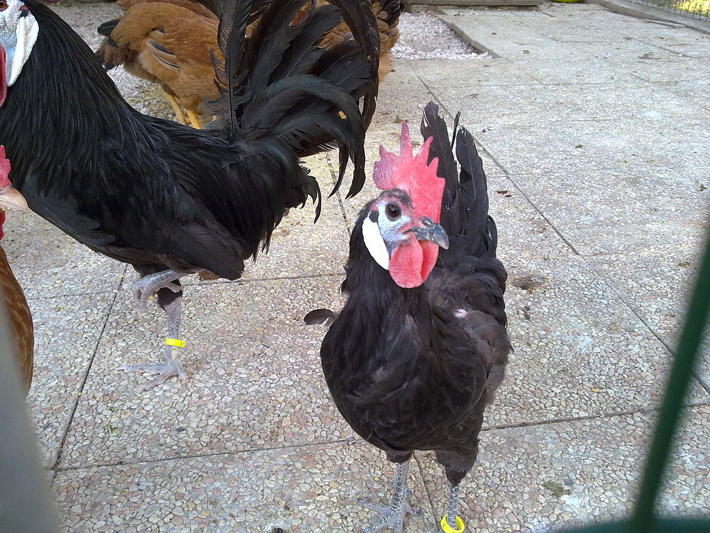 15 Backyard Chicken Breeds You Should Probably Avoid 9 1024px White faced black spanish hen