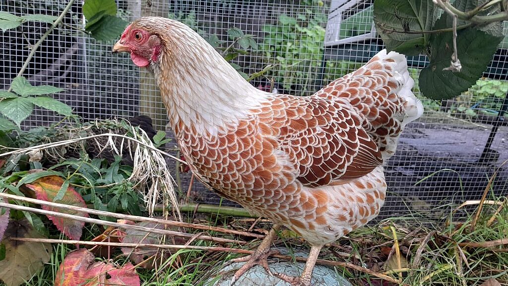 The Most Eye-Catching Chicken Breeds with Colorful Feathers 1 1024px Wyandotte hen edited