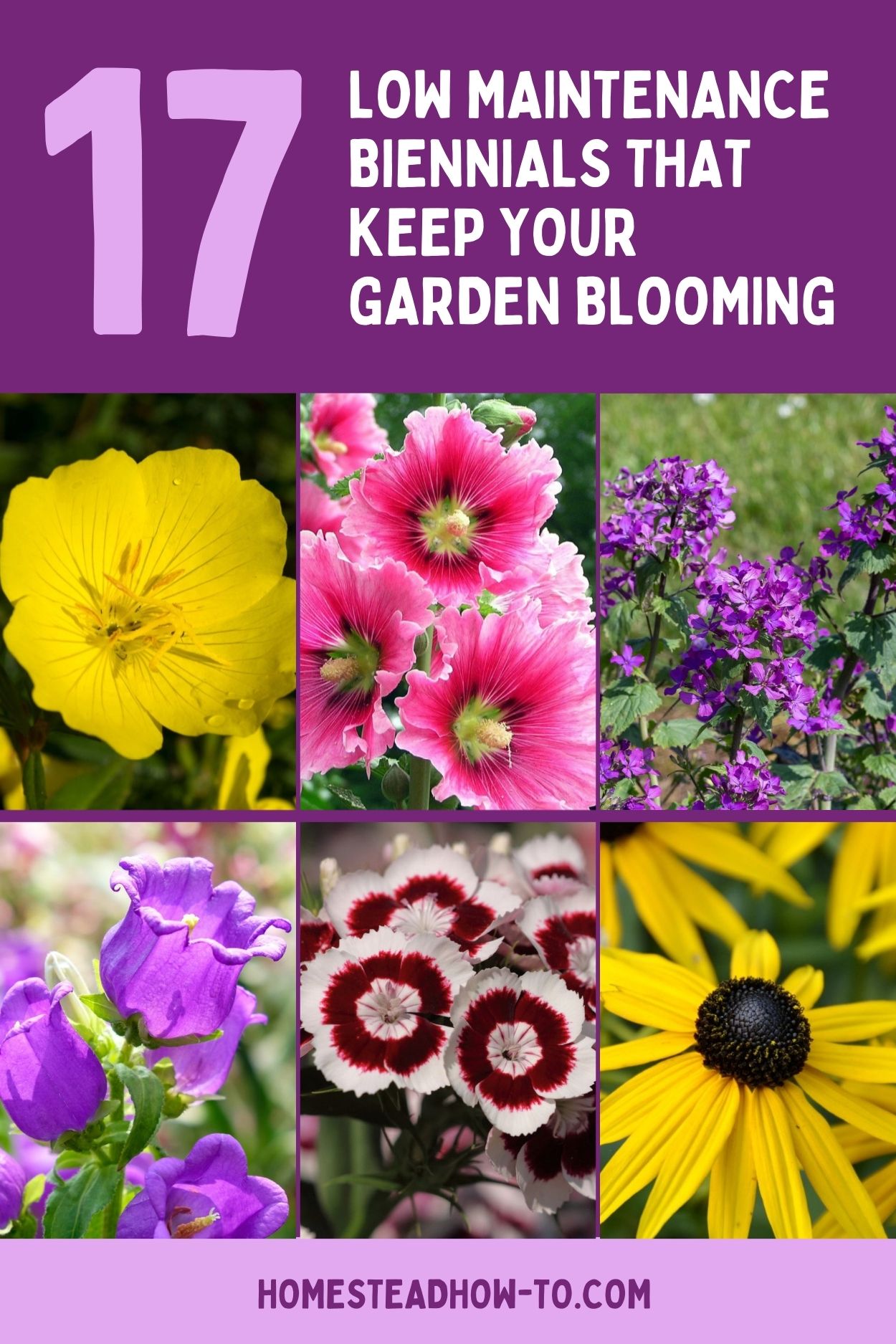 17+ Low Maintenance Bushes And Flowers 17 Low Maintenance Biennials That Keep Your Garden Blooming